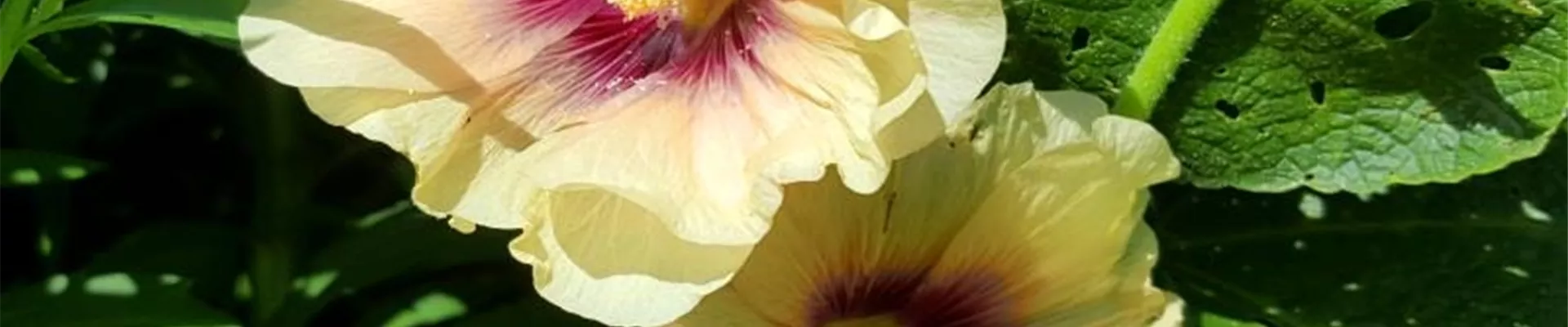 Bodendecker online kaufen | Bauer Baumschulen AG Bodendecker online kaufen | Bauer Baumschulen AG