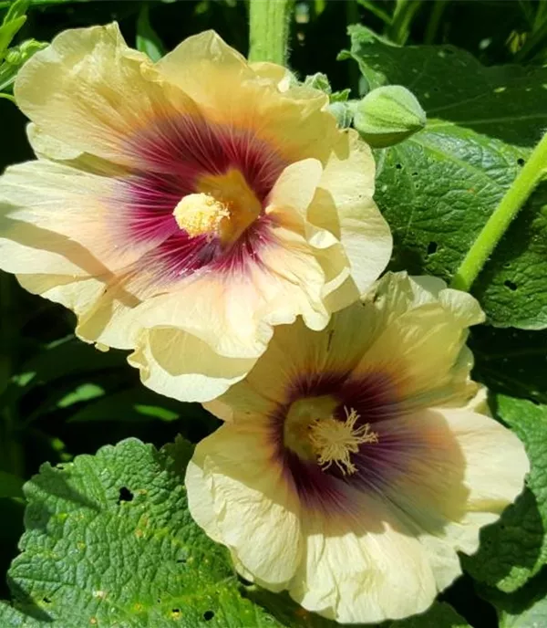 Alcea rosea gelb