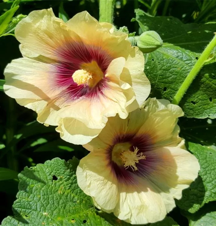 Stockmalve - Alcea rosea gelb