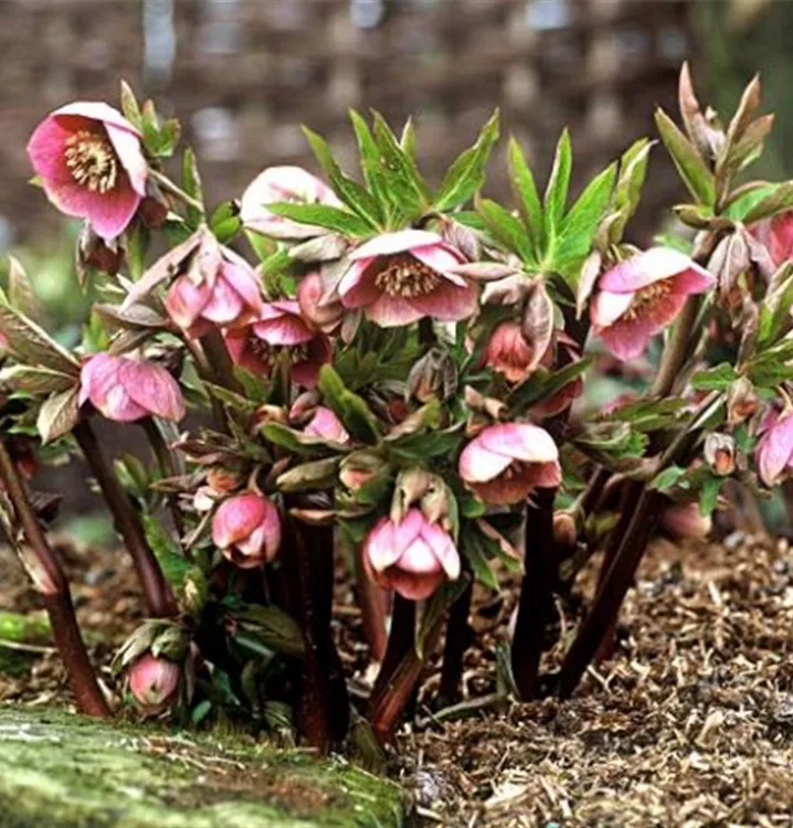 Orientalische Nieswurz 'Ballard Hybrid' - Helleborus orientalis 'Ballard Hybrid'