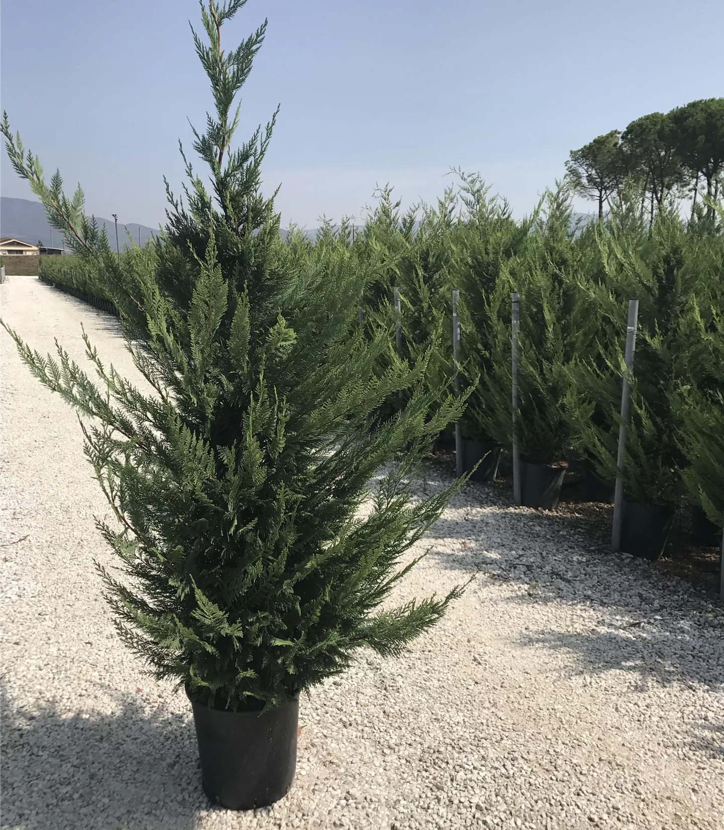 Cupressocyparis (x) leylandii Heckenpflanze