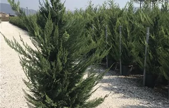 Cupressocyparis (x) leylandii Heckenpflanze