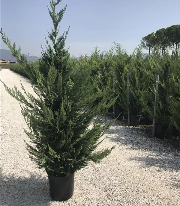 Cupressocyparis (x) leylandii Heckenpflanze