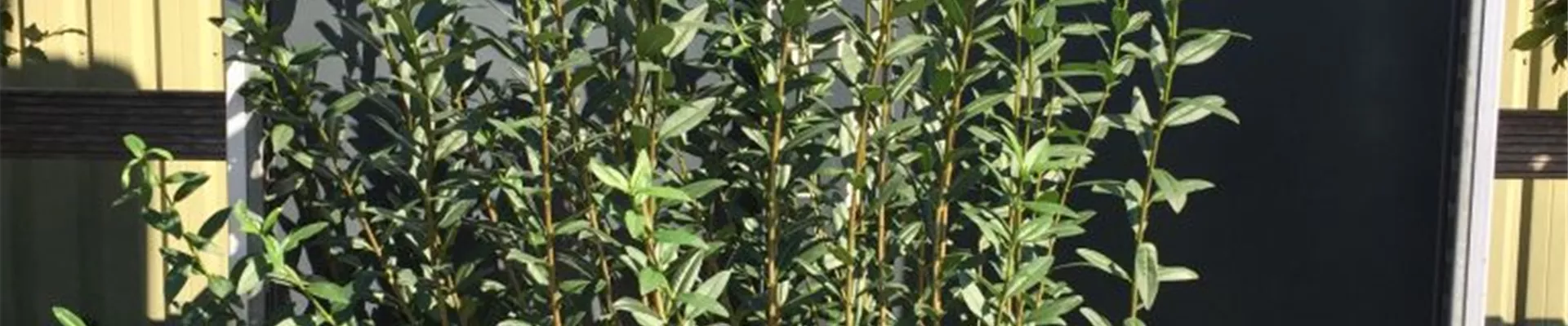 Bodendecker online kaufen | Bauer Baumschulen AG Bodendecker online kaufen | Bauer Baumschulen AG