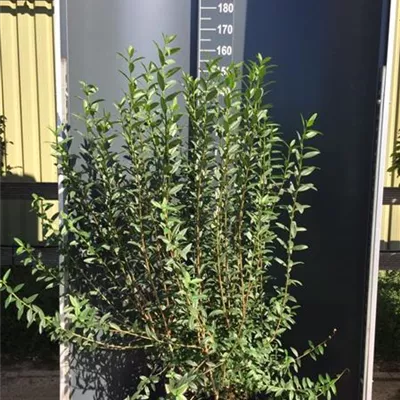 Topfgröße 3 Liter Höhe 60-80cm - Schwarzgrüner Liguster 'Atrovirens' Heckenpflanze - Ligustrum vulgare 'Atrovirens' Heckenpflanze