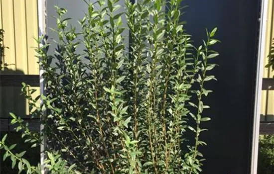 Ligustrum vulgare 'Atrovirens' Heckenpflanze
