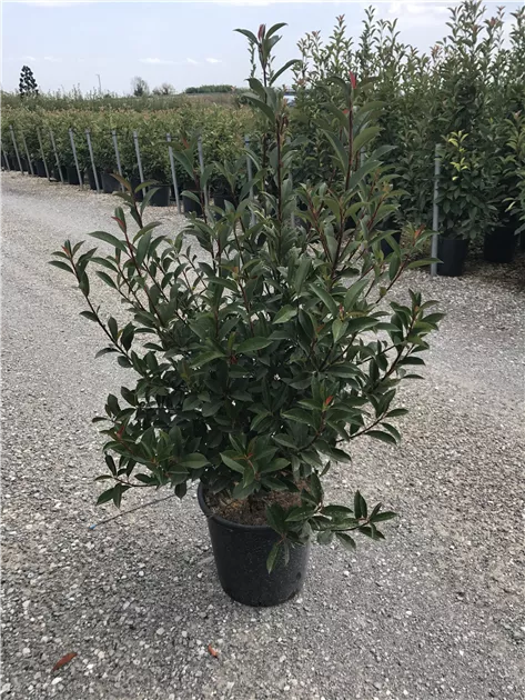 Photinia fraseri 'Compacta' Heckenpflanze, Glanzmispel 'Compacta'  Heckenpflanze