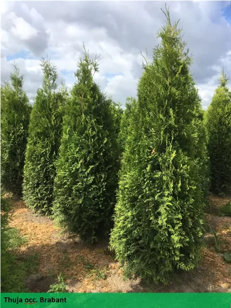 Thuja occidentalis 'Brabant' Heckenpflanze, Thuja, Lebensbaum Heckenpflanze