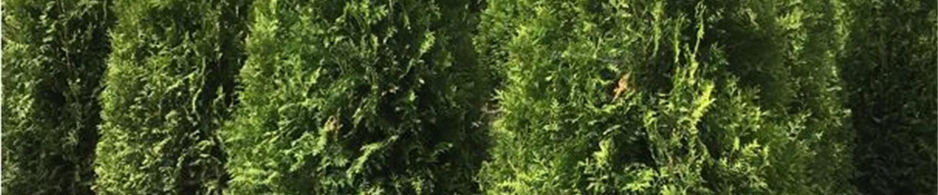 Bodendecker online kaufen | Bauer Baumschulen AG Bodendecker online kaufen | Bauer Baumschulen AG