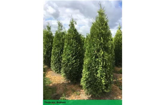 Thuja occidentalis 'Brabant' Heckenpflanze