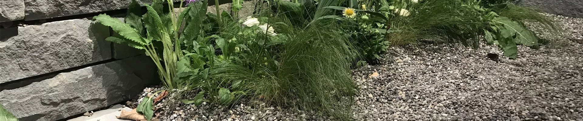 einheimische-stauden.jpg einheimische-stauden.jpg