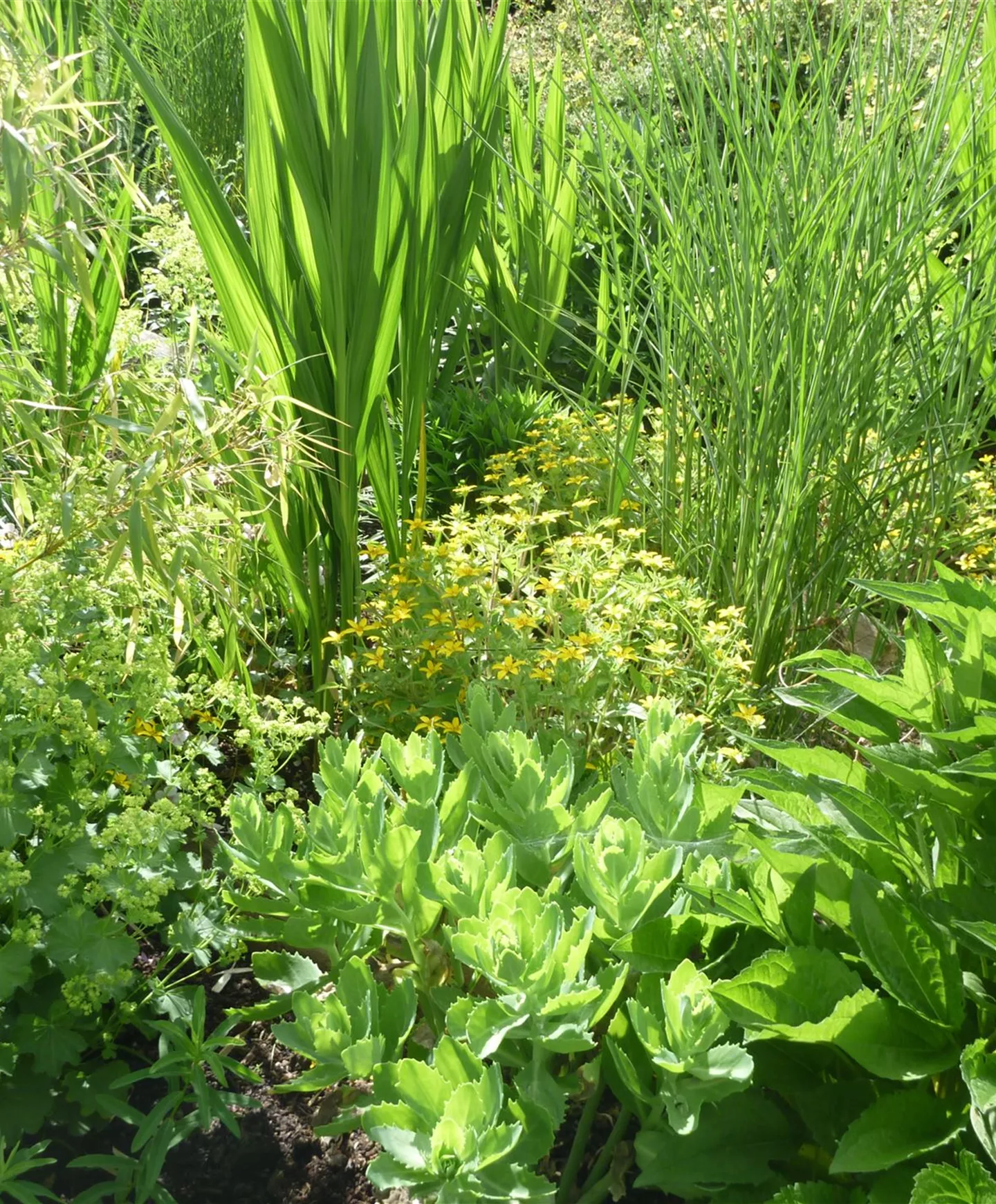 Staudenmischungen Staudenmischungen