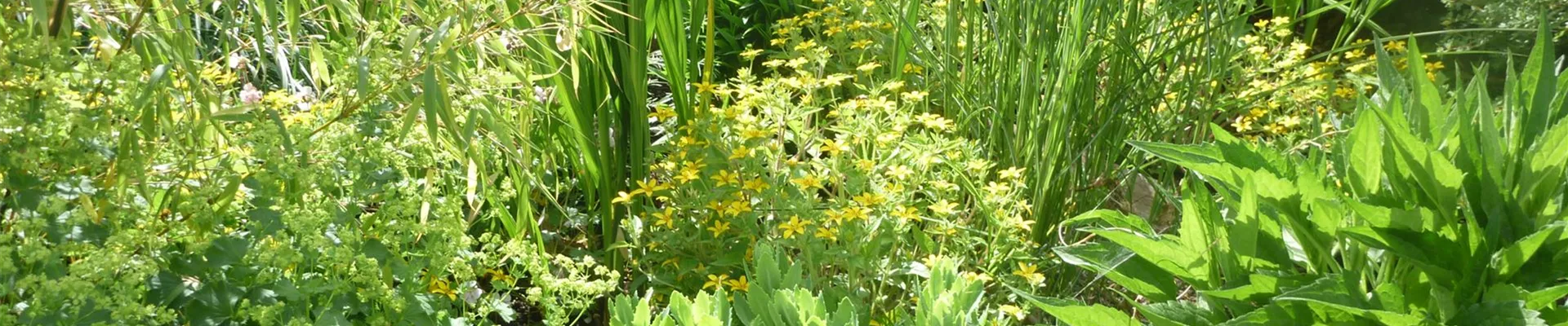 staudenmischung-indian-sunset-bauer.jpeg staudenmischung-indian-sunset-bauer.jpeg