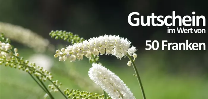 Gutschein 50CHF Gutschein 50CHF