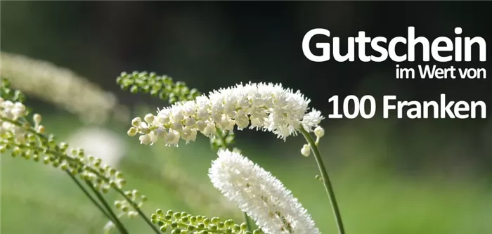 Gutschein 100CHF Gutschein 100CHF