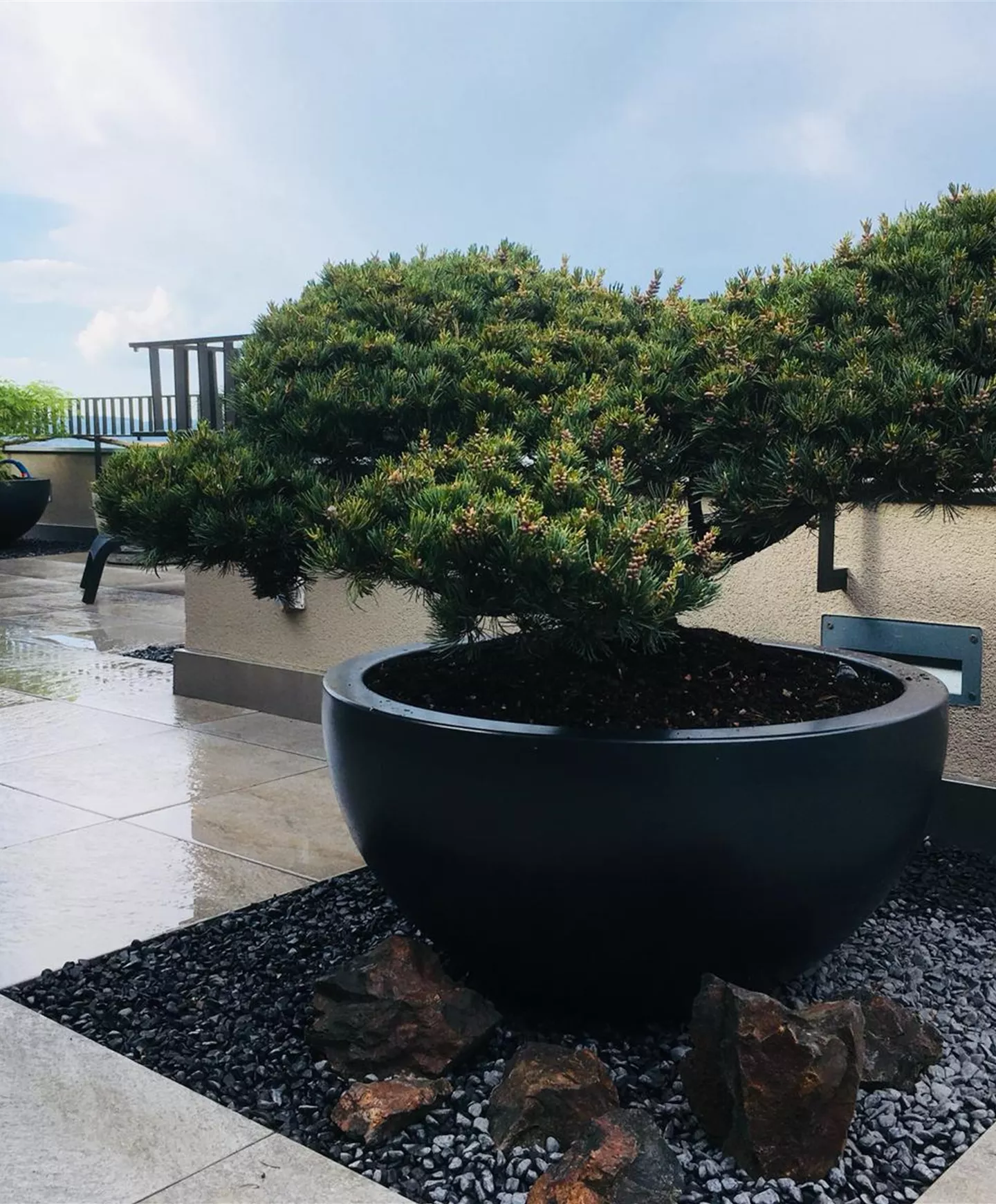 Unikate und Bonsai Unikate und Bonsai