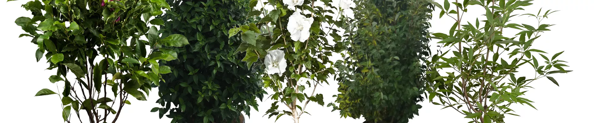 Bodendecker online kaufen | Bauer Baumschulen AG Bodendecker online kaufen | Bauer Baumschulen AG