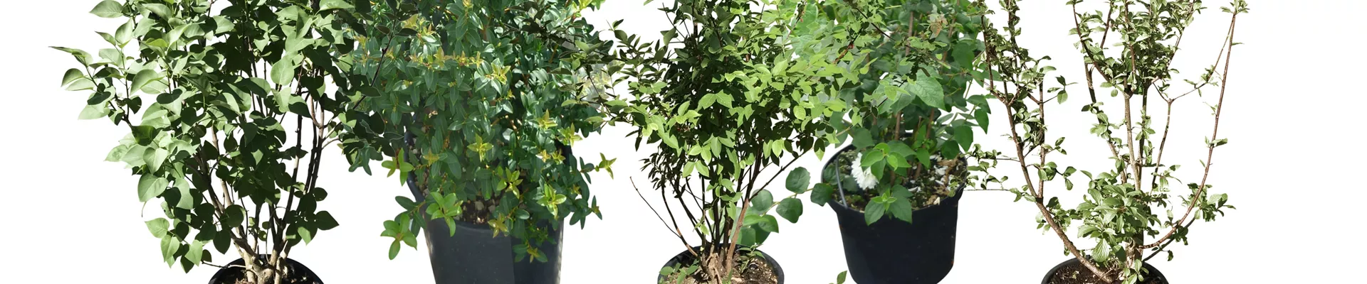 Bodendecker online kaufen | Bauer Baumschulen AG Bodendecker online kaufen | Bauer Baumschulen AG