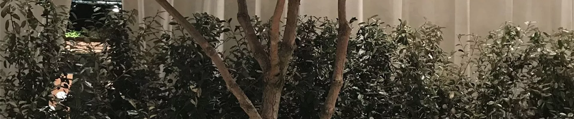 pinus-sylvestris-schirmform_bepflanzung.jpg pinus-sylvestris-schirmform_bepflanzung.jpg