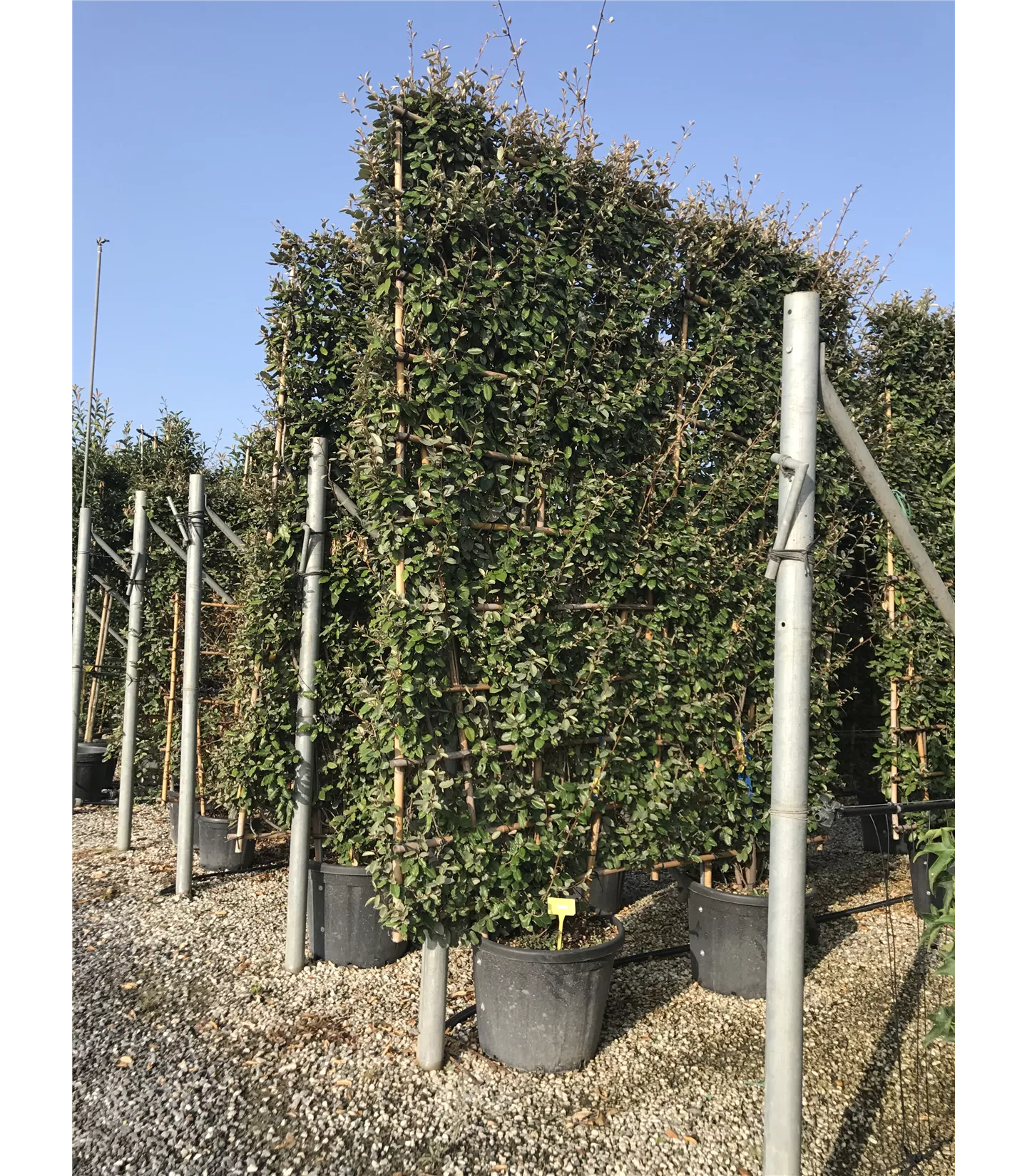 Le treillis comme écran de privé Le treillis comme écran de privé