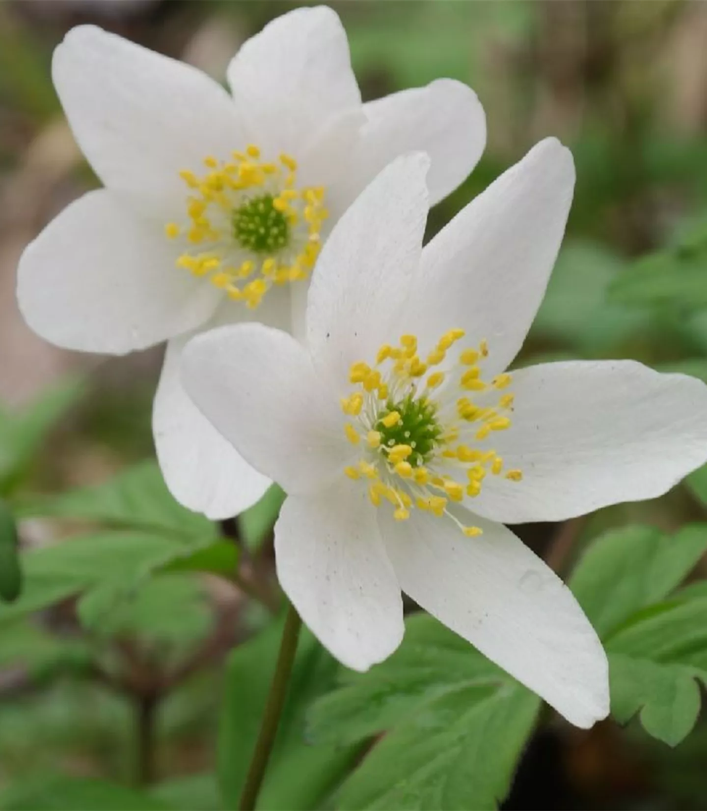 les vivaces sauvages les vivaces sauvages