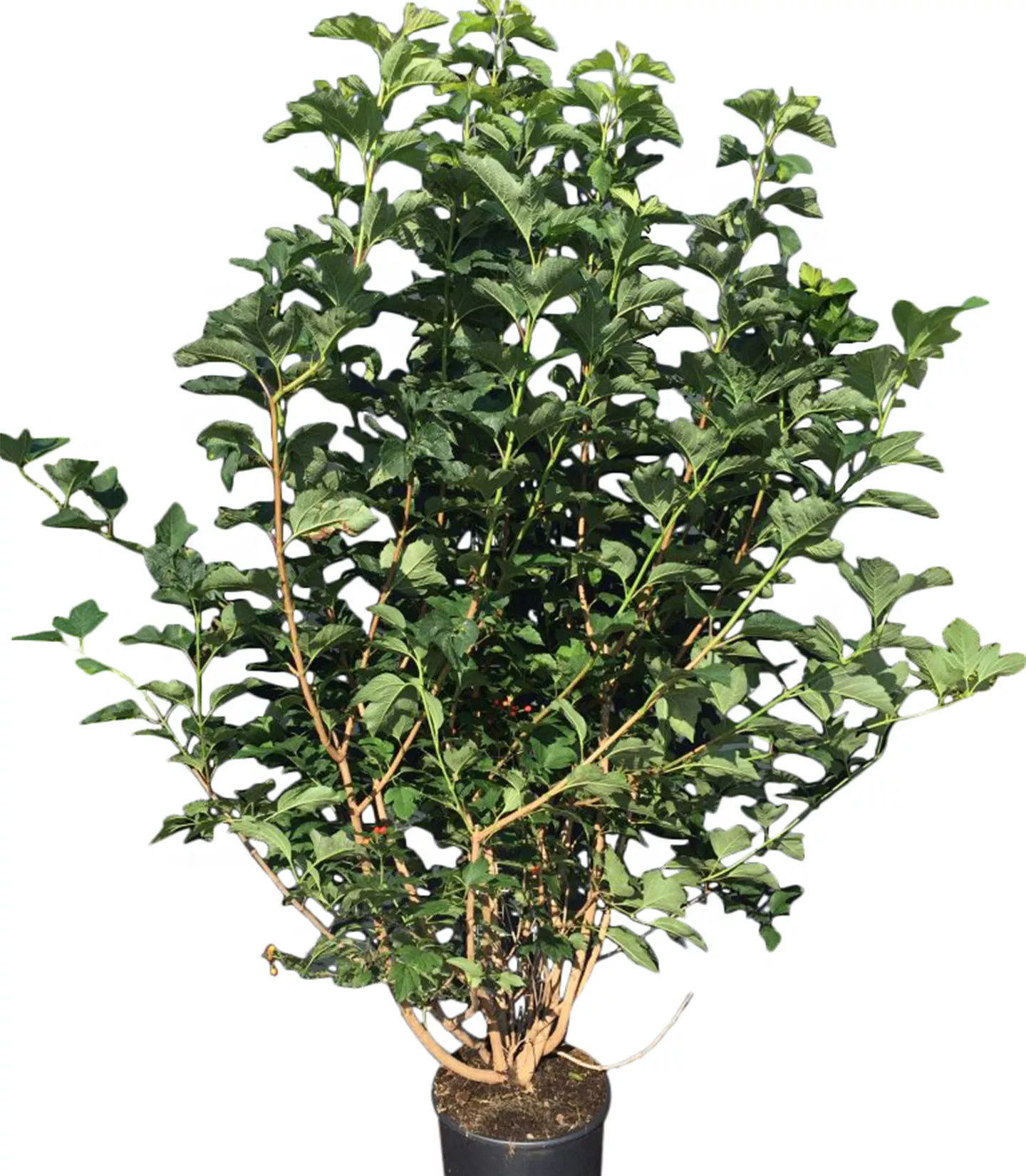 Les arbustes sauvages Les arbustes sauvages