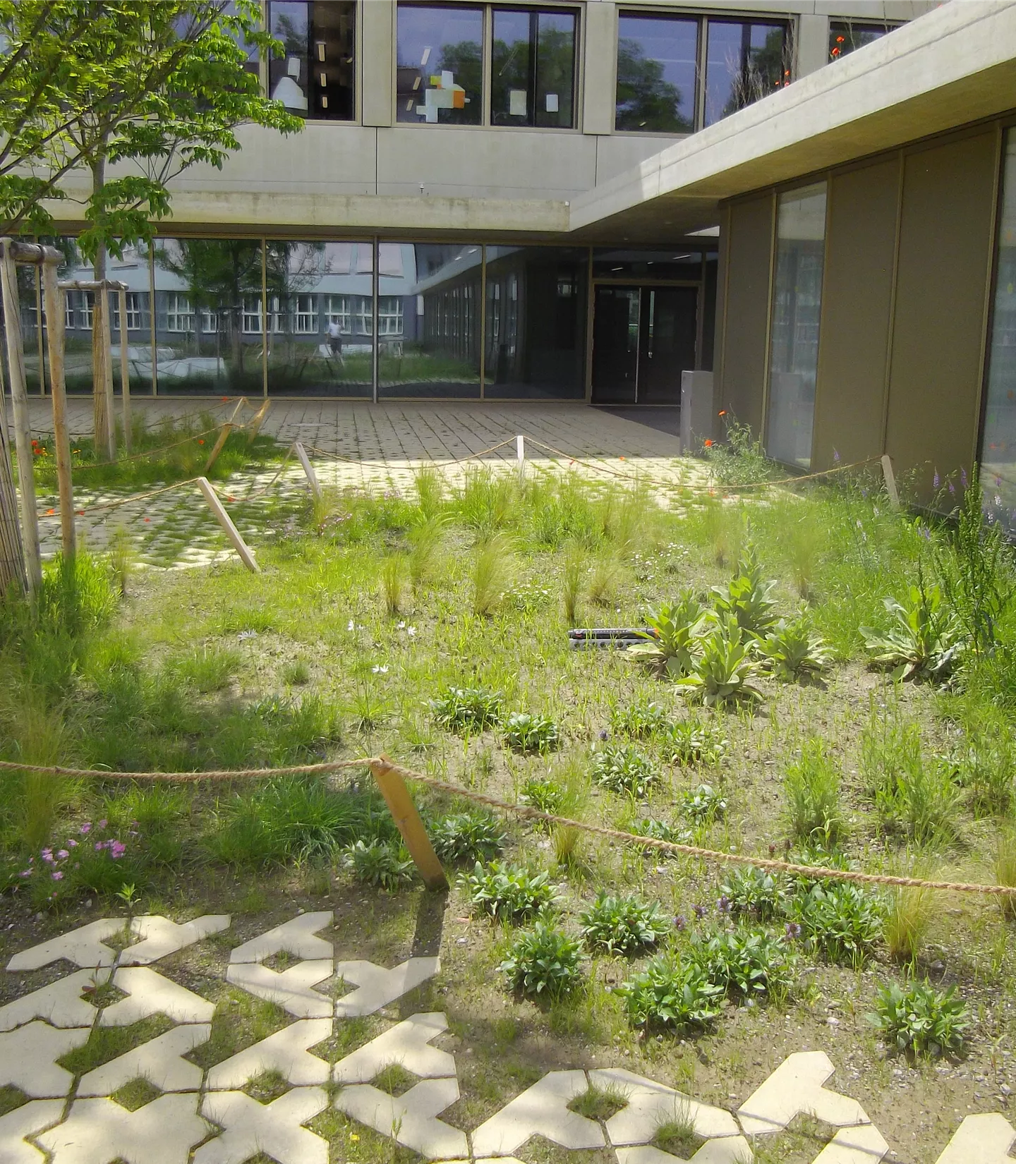 les mélanges herbacés indigènes les mélanges herbacés indigènes