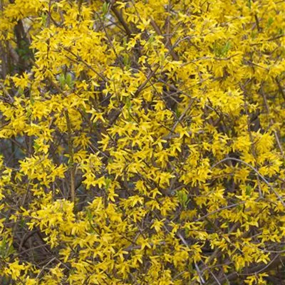 Container 70 - 80 - Forsythie - Forsythia intermedia (x) 'Lynwood'