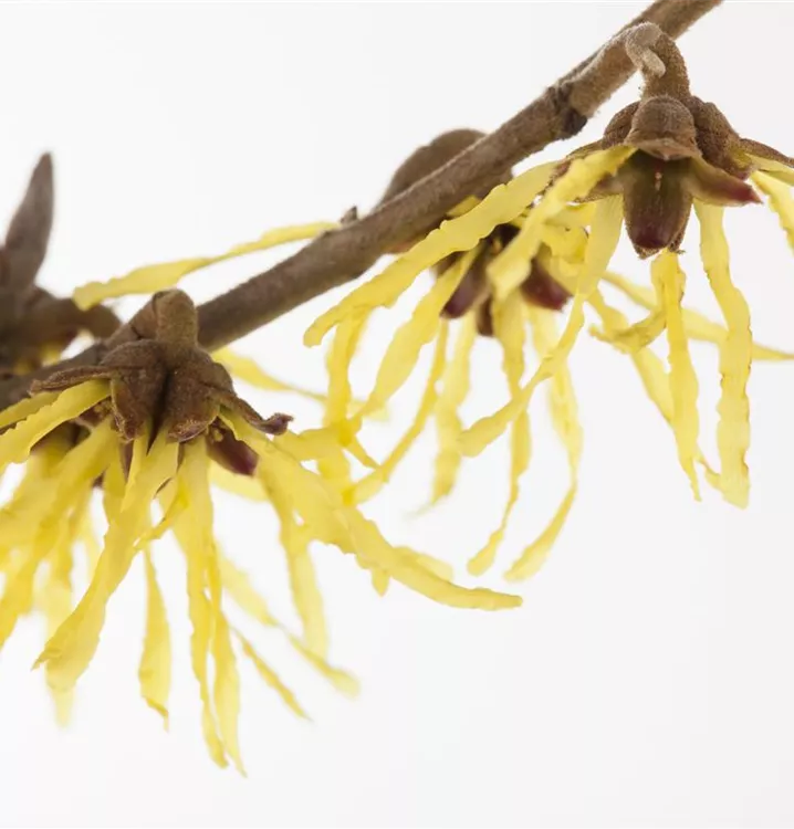 Zaubernuss - Hamamelis intermedia (x) 'Pallida'