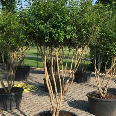im Container 125 - 150 - Osmanthus burkwoodii Schirmform