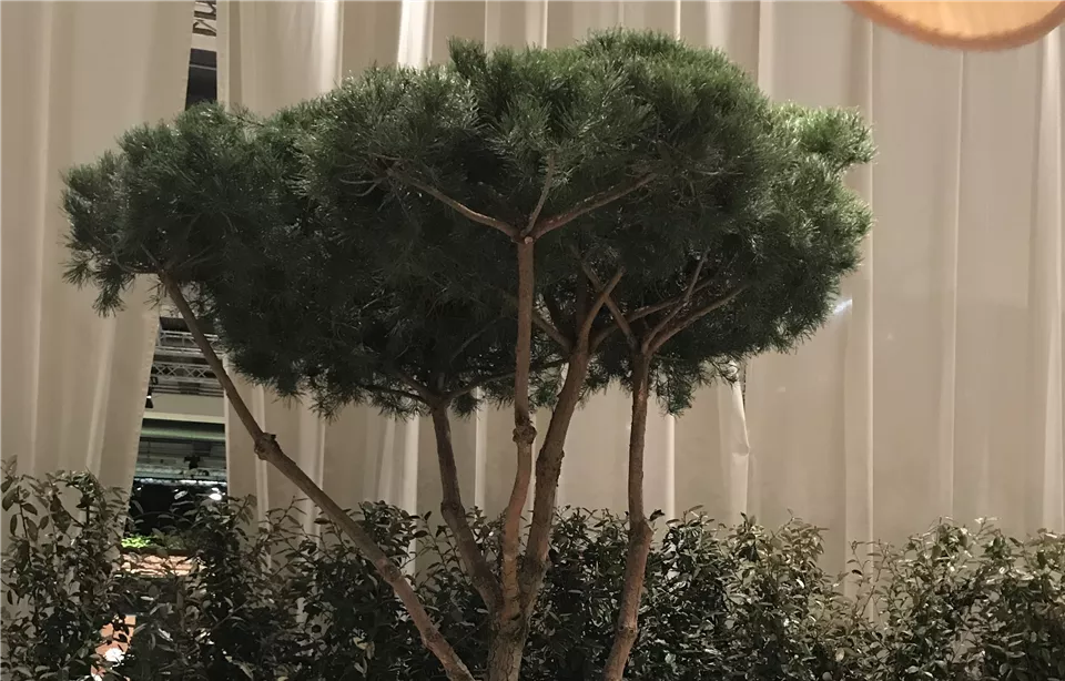 Plantes en forme de parapluie achetées dans notre magasin de plantes