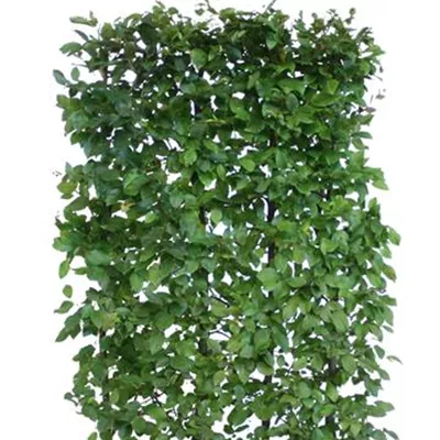Heckenelement im Karton, bestehend aus 4 Pflanzen Höhe 80cm, Länge 100cm, Breite 40cm - Hainbuche Heckenelement 100*40 - Carpinus betulus Heckenelement 100*40