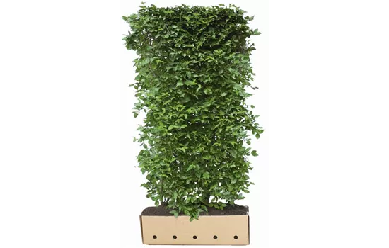 Cornus mas Heckenelemente 100*40