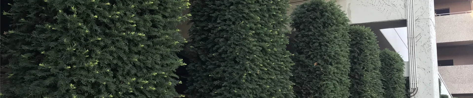 Taxus baccata_Heckenelemente.jpg