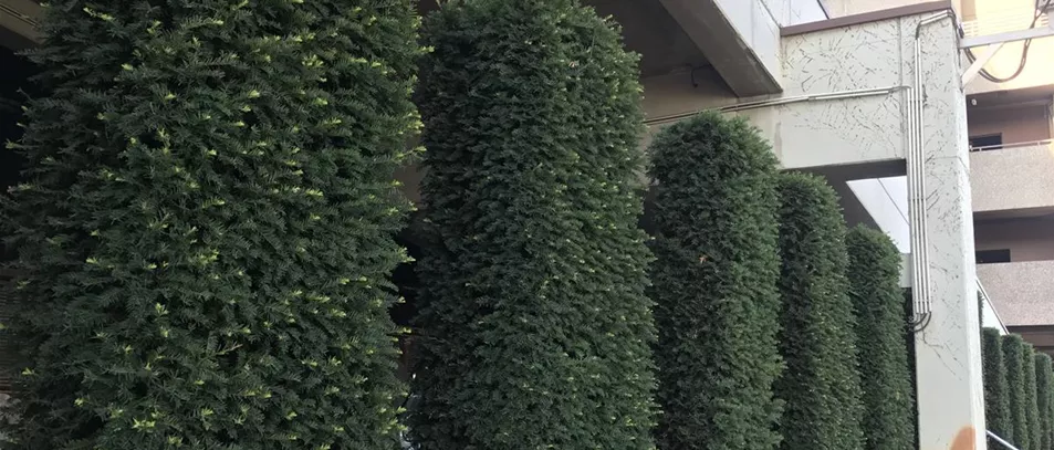 Taxus baccata_Heckenelemente.jpg