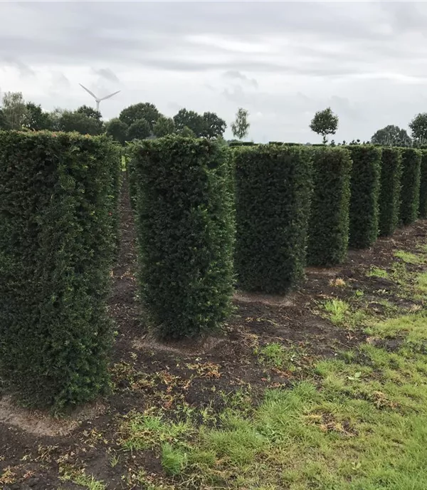 Taxus baccata Heckenelemente 6030