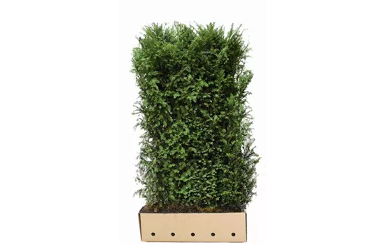 Taxus baccata 'Schwarzgrn', Eibe 'Schwarzgrn'