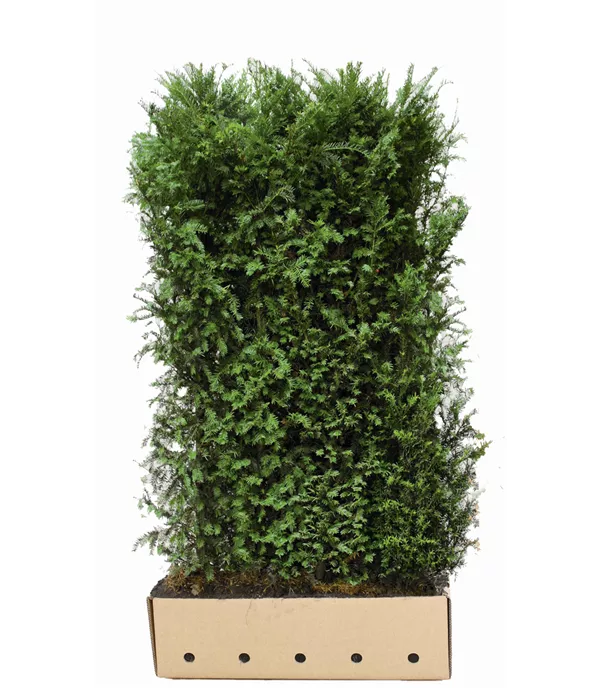 Taxus baccata Heckenelement 10040