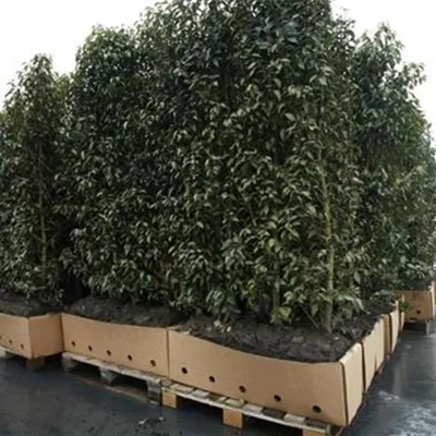 Heckenelement im Karton, bestehend aus 4 Pflanzen, Höhe 200cm - Prunus lusitanica 'Angustifolia' Heckenelement 100*40 - Portugiesische Lorbeerkirsche 'Angustifolia' Heckenelement 100*40