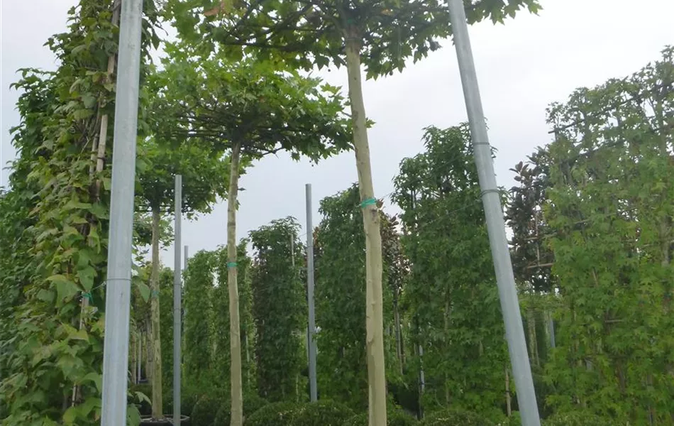 Platanus hispanica (x) dachförmig Platanus hispanica (x) dachförmig