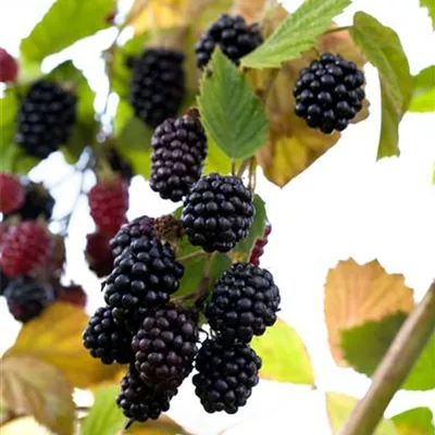 im Container - Rubus (Brombeere) 'Reuben'