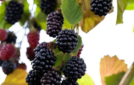 Rubus (Brombeere) 'Reuben'