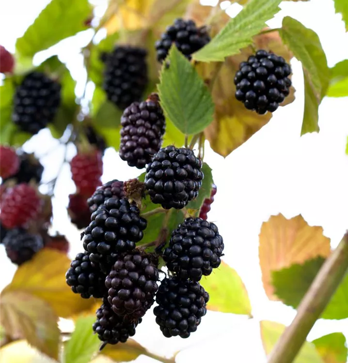 Rubus (Brombeere) 'Reuben'