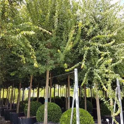 Hochstamm mit Ballen Stammumfang 16 - 18cm - Dreizahn-Ahorn - Acer buergerianum