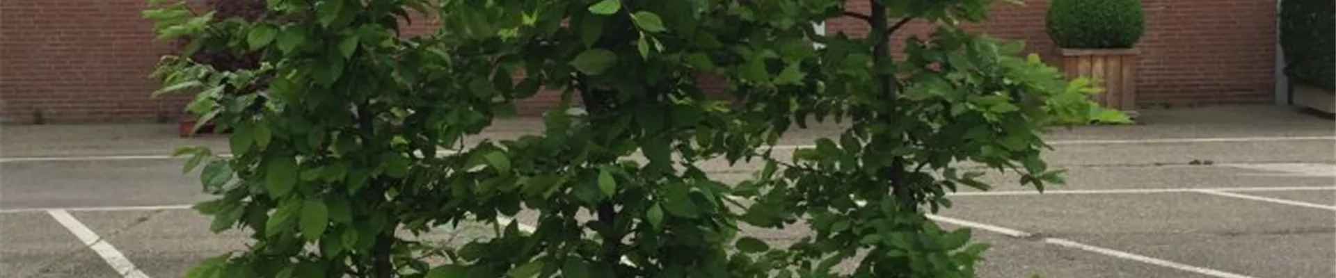 Bodendecker online kaufen | Bauer Baumschulen AG