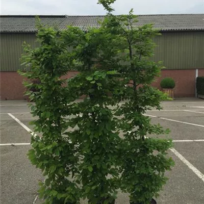 Topfgröße 3 Liter Höhe 60-80cm - Hainbuche Heckenpflanze - Carpinus betulus Heckenpflanze