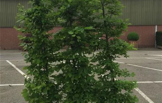 Carpinus betulus Heckenpflanze