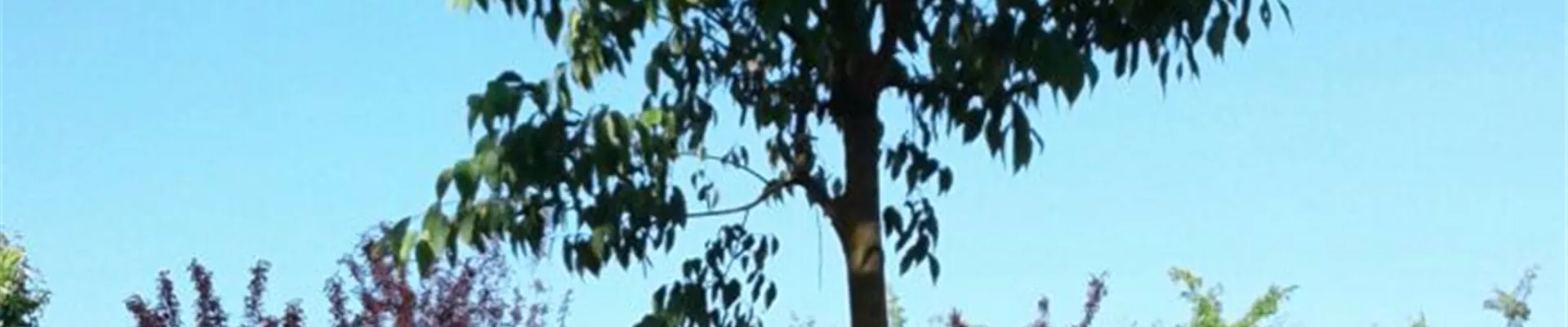 Bodendecker online kaufen | Bauer Baumschulen AG Bodendecker online kaufen | Bauer Baumschulen AG