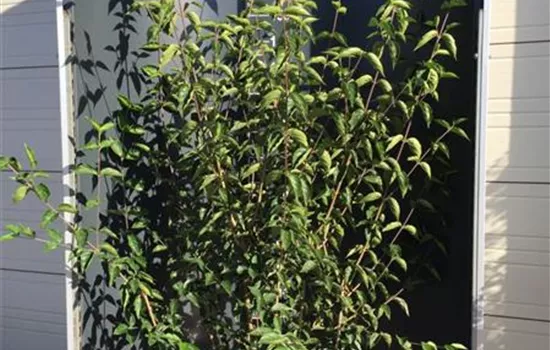Cornus mas Heckenpflanze
