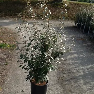 Topfgröße 10 Liter Höhe 80 - 100cm - Wintergrüne Ölweide Heckenpflanze - Elaeagnus x ebbingei Heckenpflanze